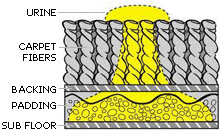 carpetclean carpetclean