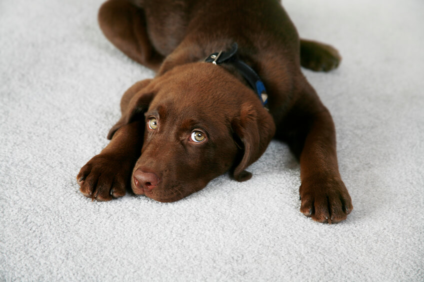 Lazy Dog Adorable Chocolate Labrador Retriever Puppy