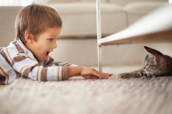 boy and cat playing after Alpine Carpet Cleaning services
