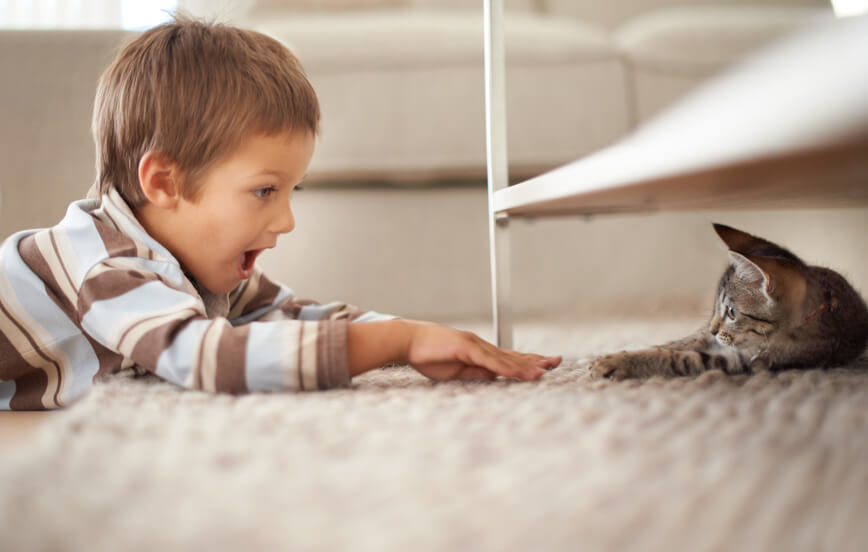 boy and cat playing after Alpine Carpet Cleaning services